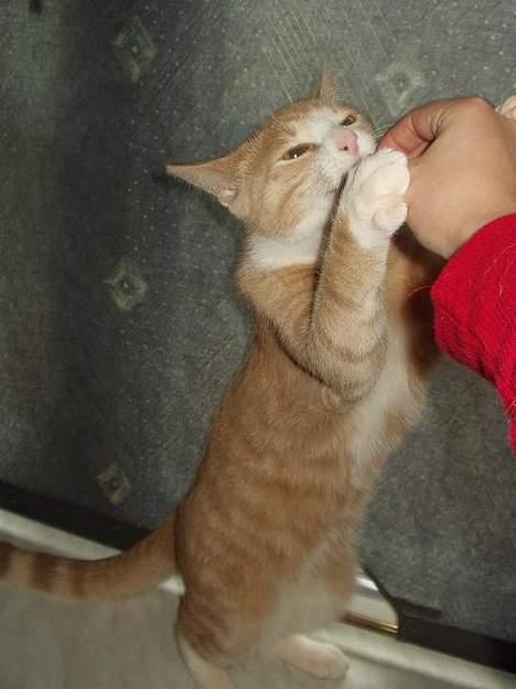 Blanding af racer Oscar - Mums... billede 15