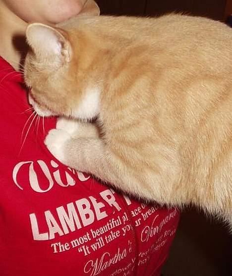 Blanding af racer Oscar - Oscar der kravler op for at få et knus af "moar" billede 16