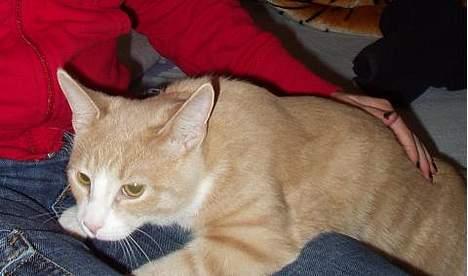 Blanding af racer Oscar - og Oscar der sniger sig hen for at komme op og putte... billede 17