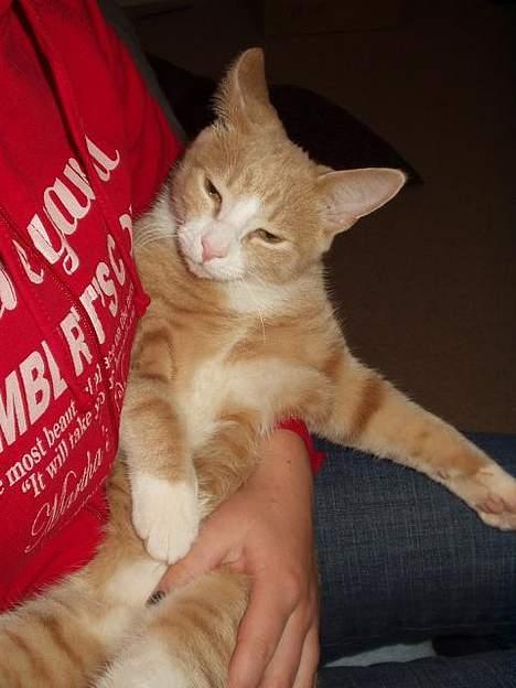 Blanding af racer Oscar - Jaaa! - det lykkedes! billede 18