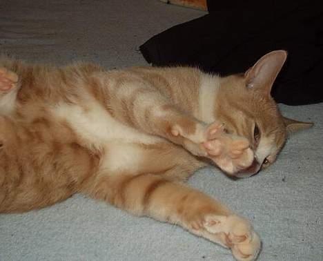 Blanding af racer Oscar - Ej! - ikke mere blitz nu moar!!! billede 19