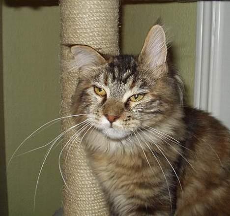 Maine Coon Monroe - Jeg ved ikke hvad hun ligner - men mest af alt en mis med tømmermænd... - gad vide hvad...? billede 14