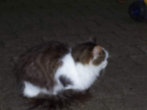 Blanding af racer pjuske billede 1