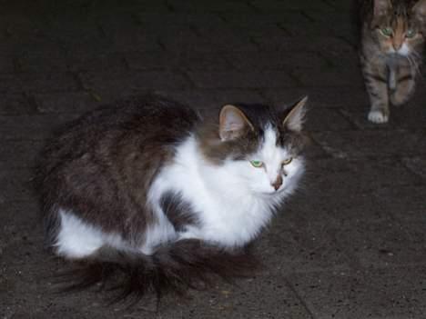 Blanding af racer pjuske billede 2