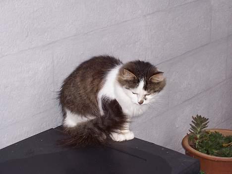 Blanding af racer pjuske billede 3