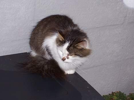 Blanding af racer pjuske billede 4