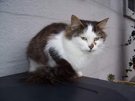 Blanding af racer pjuske billede 5