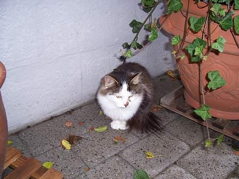 Blanding af racer pjuske billede 6