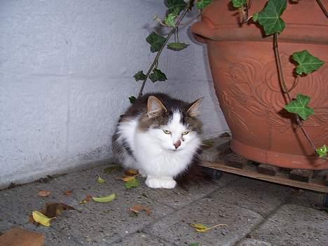 Blanding af racer pjuske billede 7