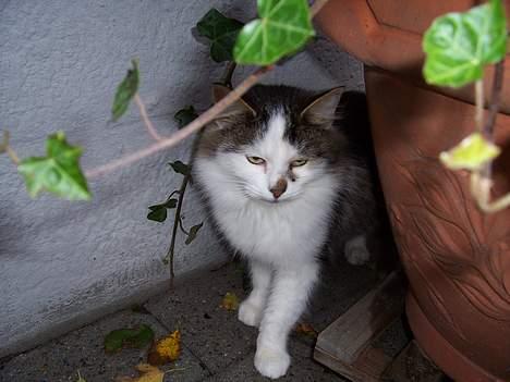 Blanding af racer pjuske billede 8