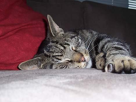 Blanding af racer O´Malley - Zzzzzzzzzzzzzz..... billede 15