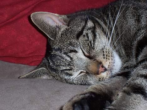 Blanding af racer O´Malley - Ja, han er god til at sove;-) billede 16