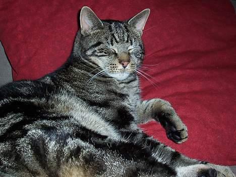 Blanding af racer O´Malley - Kan man ikke sove i fred! billede 17