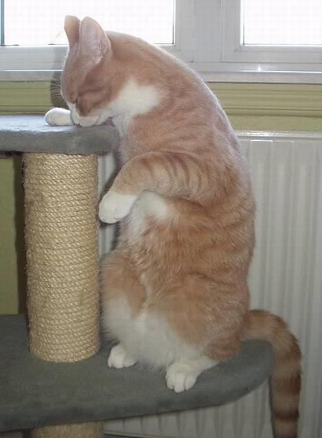 Blanding af racer Oscar billede 20