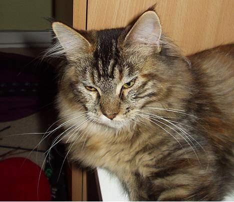 Maine Coon Monroe billede 15