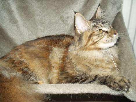Maine Coon Monroe billede 16