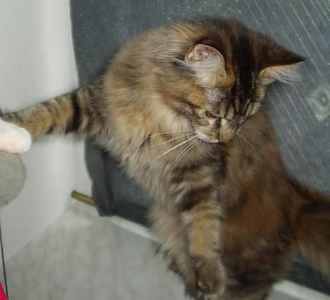 Maine Coon Monroe billede 17