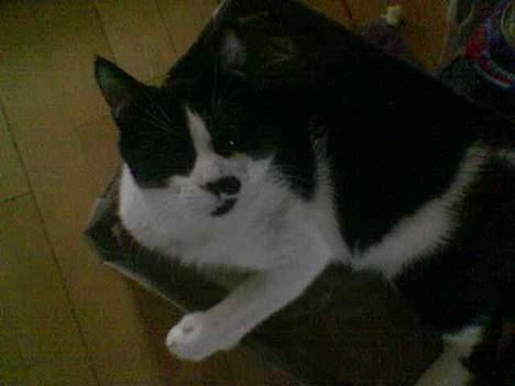 Huskat Oliver billede 6