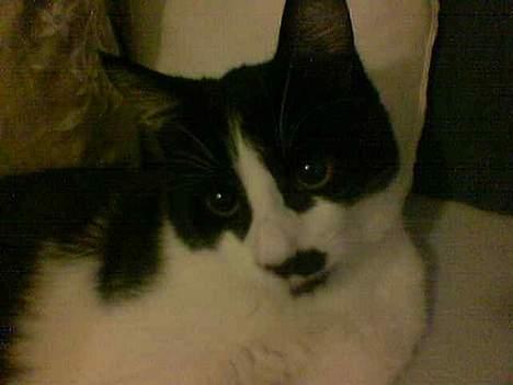 Huskat Oliver billede 7