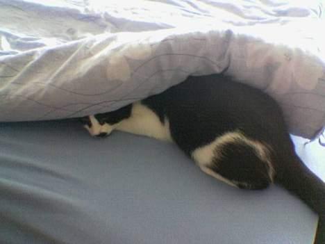 Huskat Oliver - Du kan ikke finde mig.. billede 8