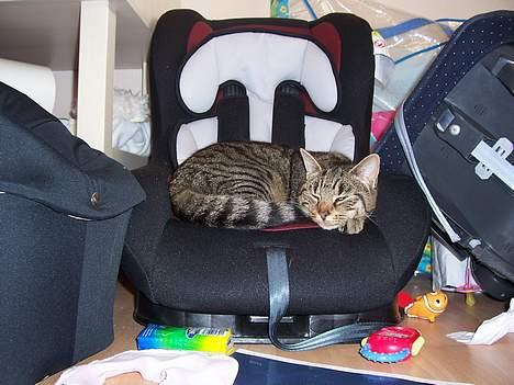 Blanding af racer Duchess - Åhhh lad nu være med at tage de billeder! billede 13