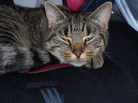 Blanding af racer Duchess billede 14