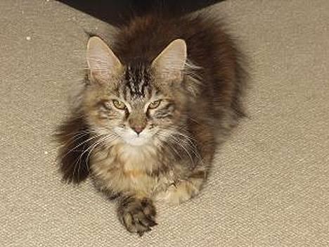 Maine Coon Monroe - Dagen hun kom hertil! billede 18