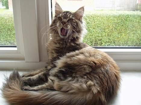 Maine Coon Monroe billede 19