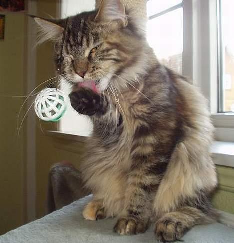 Maine Coon Monroe billede 20