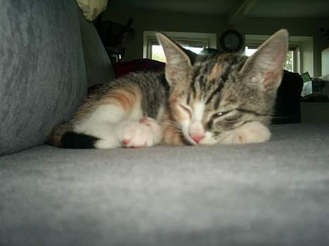 Blanding af racer Fanta billede 1