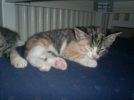 Blanding af racer Fanta billede 2