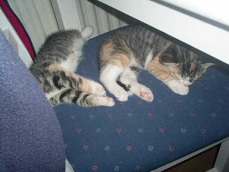 Blanding af racer Fanta billede 3