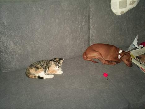 Blanding af racer Fanta billede 4