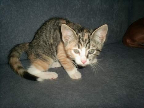 Blanding af racer Fanta billede 5