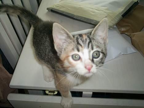 Blanding af racer Fanta billede 6