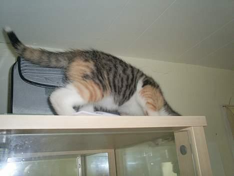 Blanding af racer Fanta billede 7