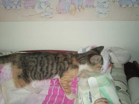 Blanding af racer Fanta billede 8