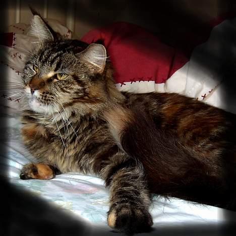 Maine Coon Evita billede 10