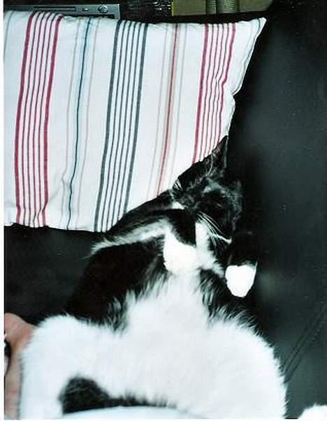 Blanding af racer PJEVS - nøj hvor er jeg bare træt... billede 6