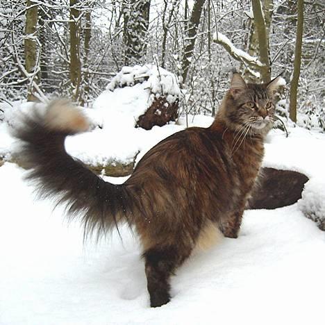 Maine Coon Evita billede 11
