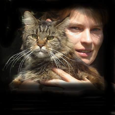 Maine Coon Evita billede 12