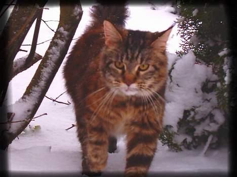 Maine Coon Evita billede 13
