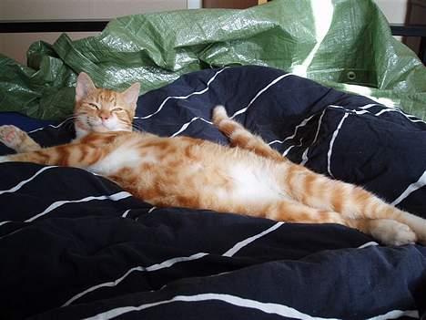 Blanding af racer Tiger heder nu leo.... billede 11