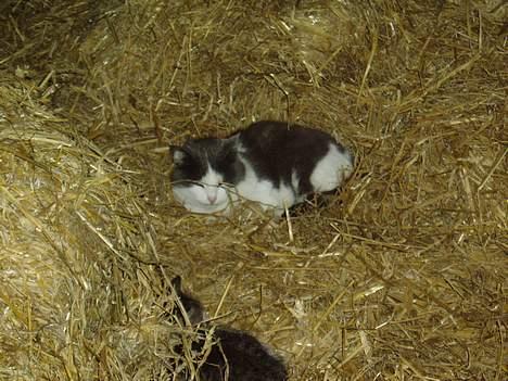 Blanding af racer Gråmis - der er intet skønner end en lille lur i det dejlige halm billede 4