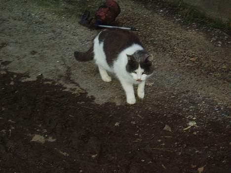 Blanding af racer Gråmis - venter på mad  billede 5