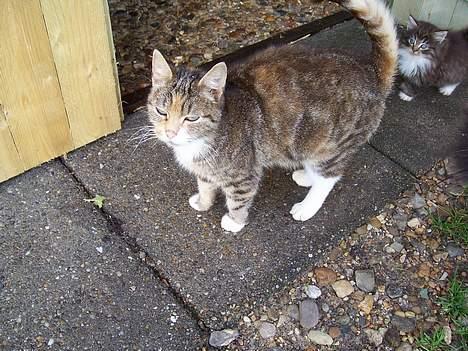 Blanding af racer Tiger billede 1