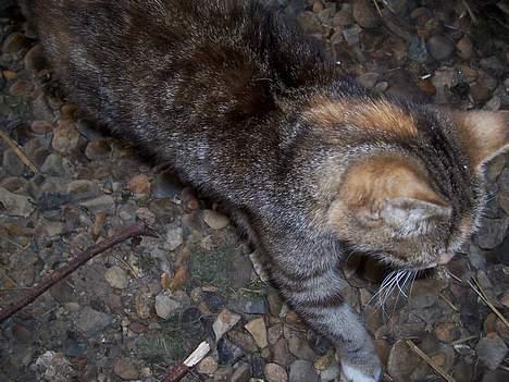 Blanding af racer Tiger billede 2