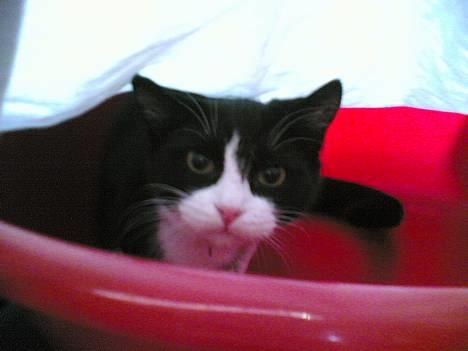 Blanding af racer Mille - Hvorfor skal du altid finde mig mor...? billede 1