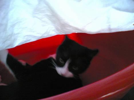 Blanding af racer Mille - Jeg er da vist lidt beskidt her på ryggen.. billede 2