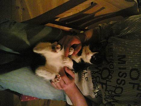 Blanding af racer Mille - Hallo far du viser min mave... billede 3